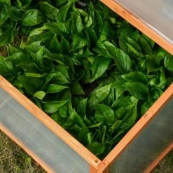 Outsunny Mini Serre De Jardin Serre à Tomates Dim. 90L X 80l X 58H Cm Toits Ouvrables Panneaux De Polycarbonate Bois Sapin Pré-huilé 11 Outsunny Mini Serre De Jardin Serre à Tomates Dim. 90L X 80l X 58H Cm Toits Ouvrables Panneaux De Polycarbonate Bois Sapin Pré-huilé -Outsunny Soldes Magasin 30016500 5