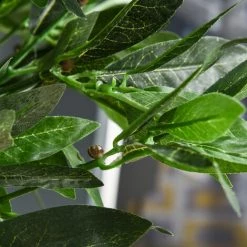 Outsunny Lauriers Artificiels Topiaires 1,20H M - Lot De 2 Lauriers Boules Artificiels - 741 Feuilles Réalistes Par Pied - Tronc Liane - Pot Inclus Noir Vert 10 Outsunny Lauriers Artificiels Topiaires 1,20H M - Lot De 2 Lauriers Boules Artificiels - 741 Feuilles Réalistes Par Pied - Tronc Liane - Pot Inclus Noir Vert -Outsunny Soldes Magasin 37865174 4